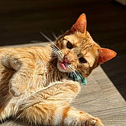 Carrots is registered to the contest to win money with this photo: cat, cat_face, orange_tabby, blep, tongue_out, paw, paw_pads, whiskers, fur, indoor, sunlight, wooden_floor, collar, pet, relaxed, close_up, ears, portrait, shadow, playful