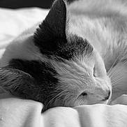 Plumette participe au concours pour gagner de l'argent avec cette photo : animal, black_and_white, blanket, calm, cat, close_up, cozy, cute, ears, fur, indoor, mammal, nose, peaceful, pet, relaxed, resting, sleeping, soft, whiskers