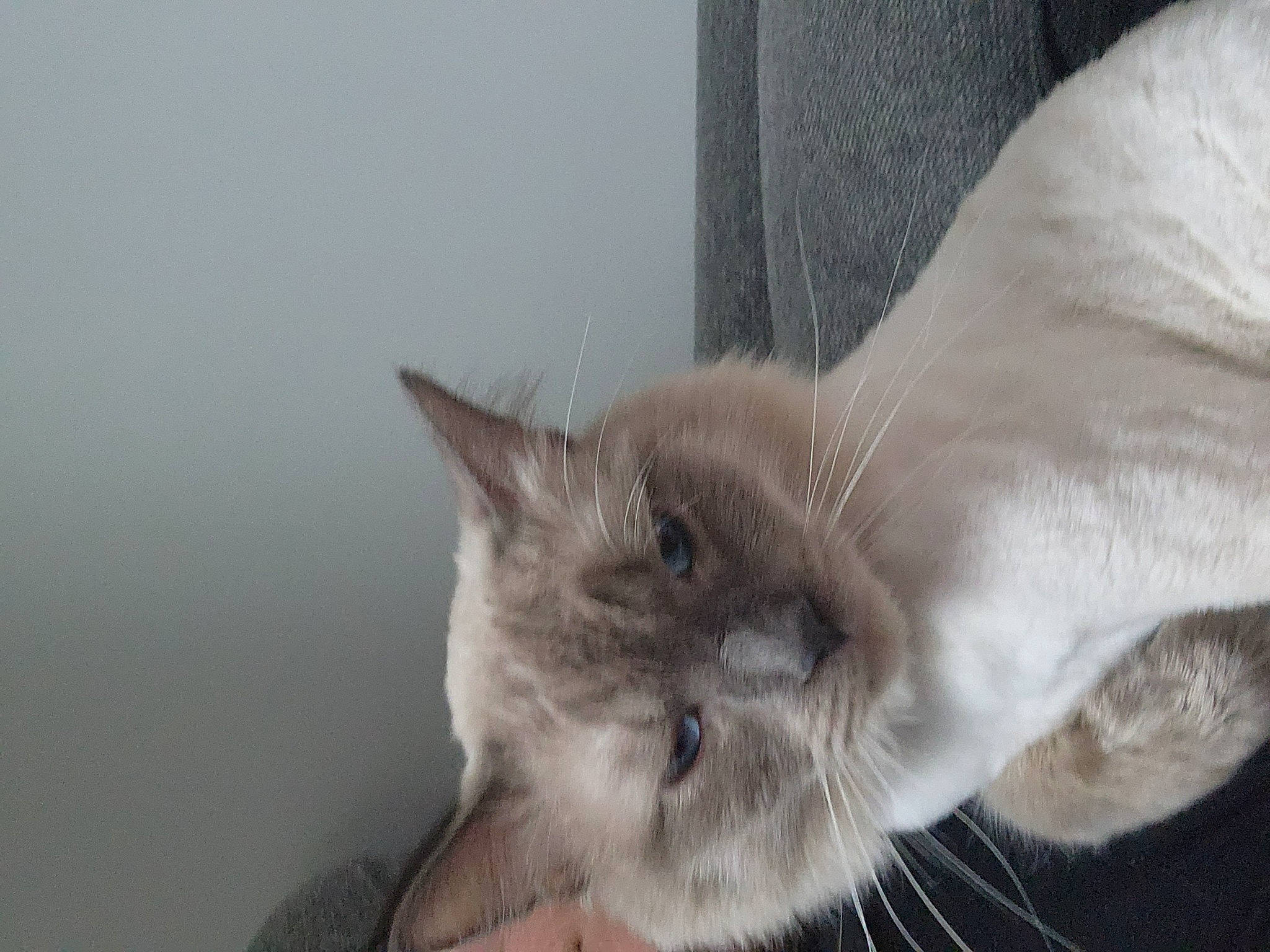 Cake joined the competition — help win amazing prizes! carnivore, cat, claw, comfort, domestic_short_haired_cat, ear, fawn, felidae, fur, paw, small_to_medium_sized_cats, snout, tail, thai, tonkinese, whiskers