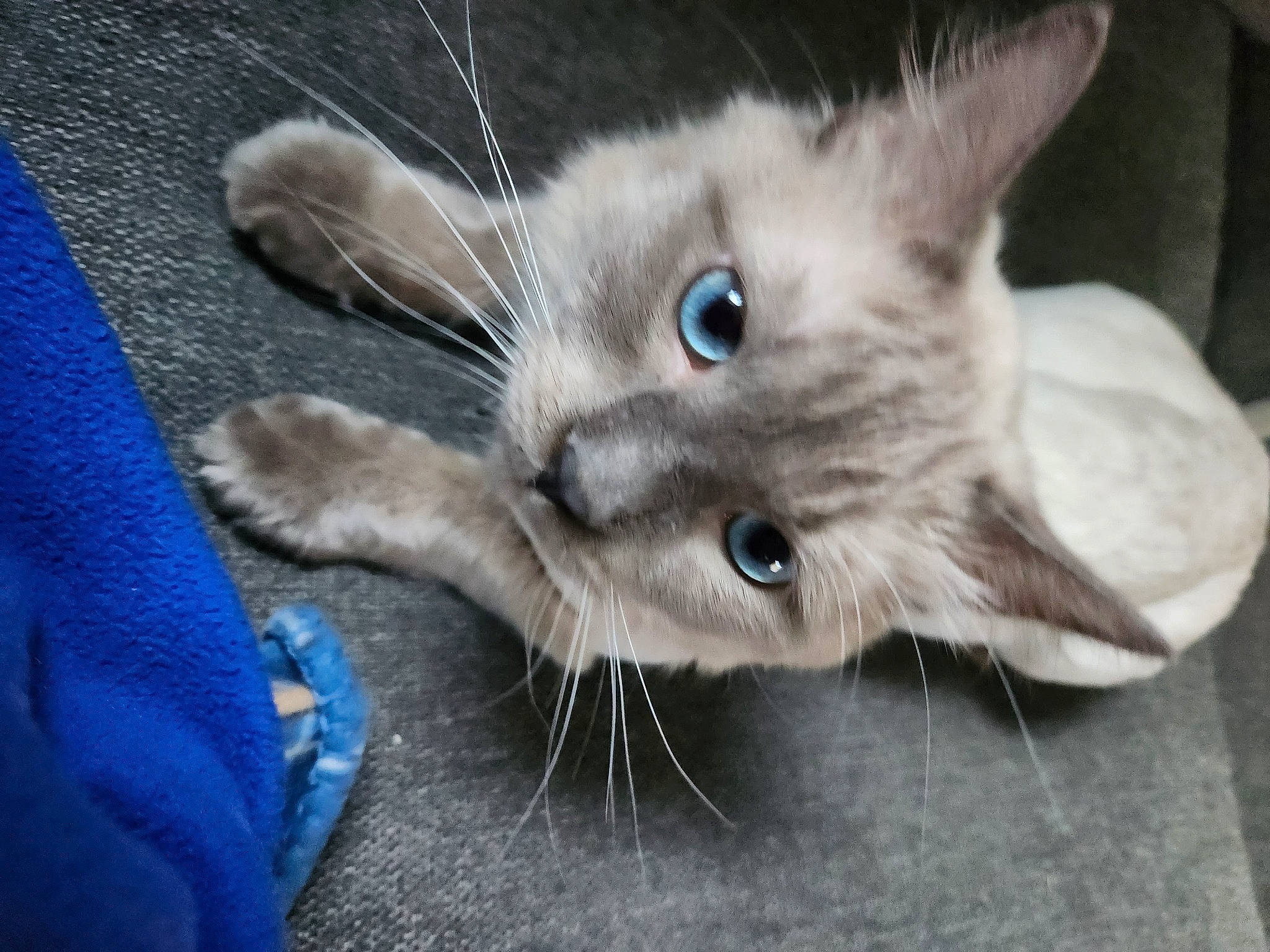 Cake joined the competition — help win amazing prizes! birman, blue, carnivore, cat, claw, domestic_short_haired_cat, ear, electric_blue, fawn, felidae, fur, paw, russian_blue, small_to_medium_sized_cats, snout, whiskers