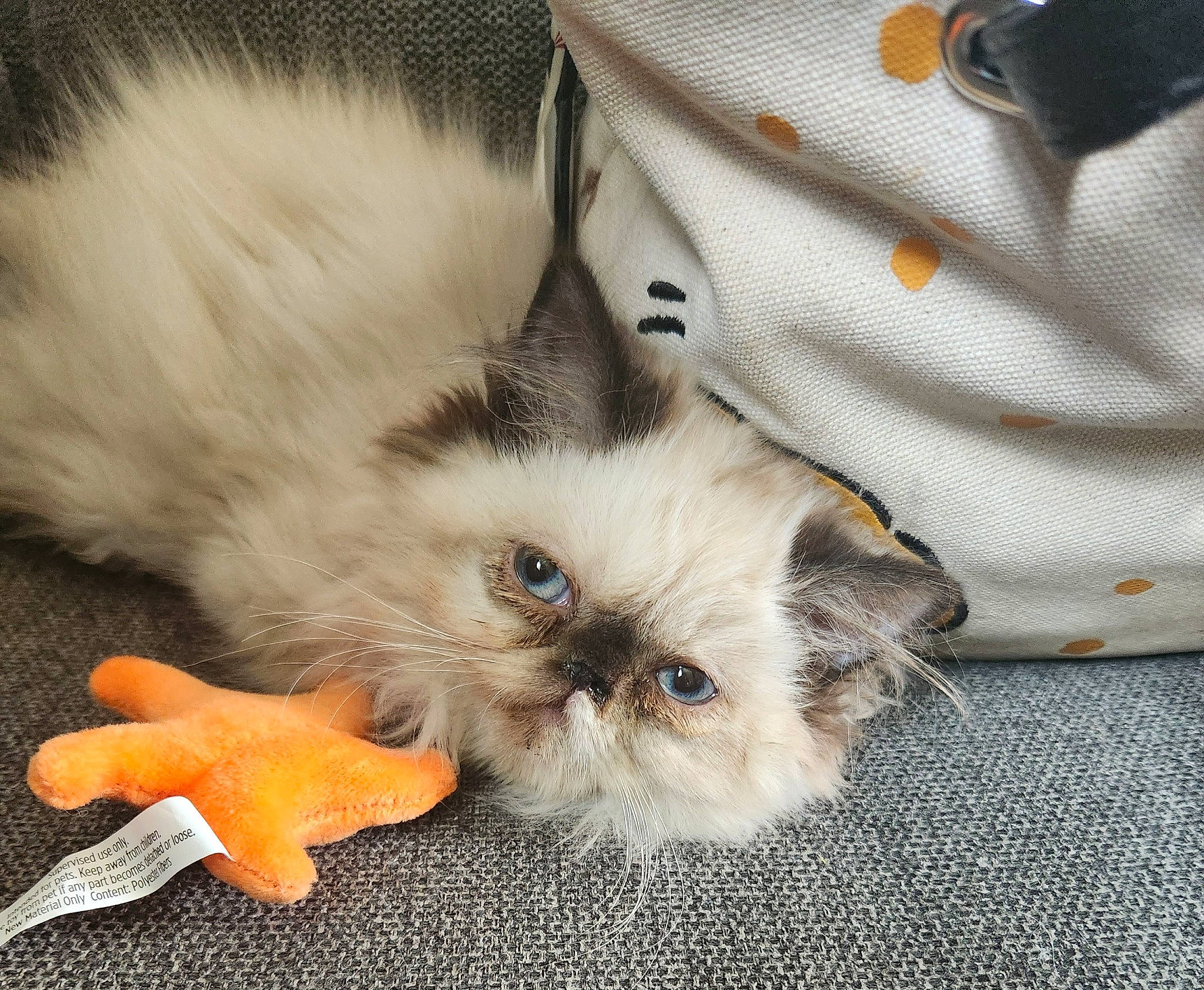 Frosting joined the competition — help win amazing prizes! balinese, birman, carnivore, cat, claw, comfort, companion_dog, eye, fawn, felidae, fur, paw, ragdoll, siamese, small_to_medium_sized_cats, snout, tail, terrestrial_animal, whiskers, working_animal