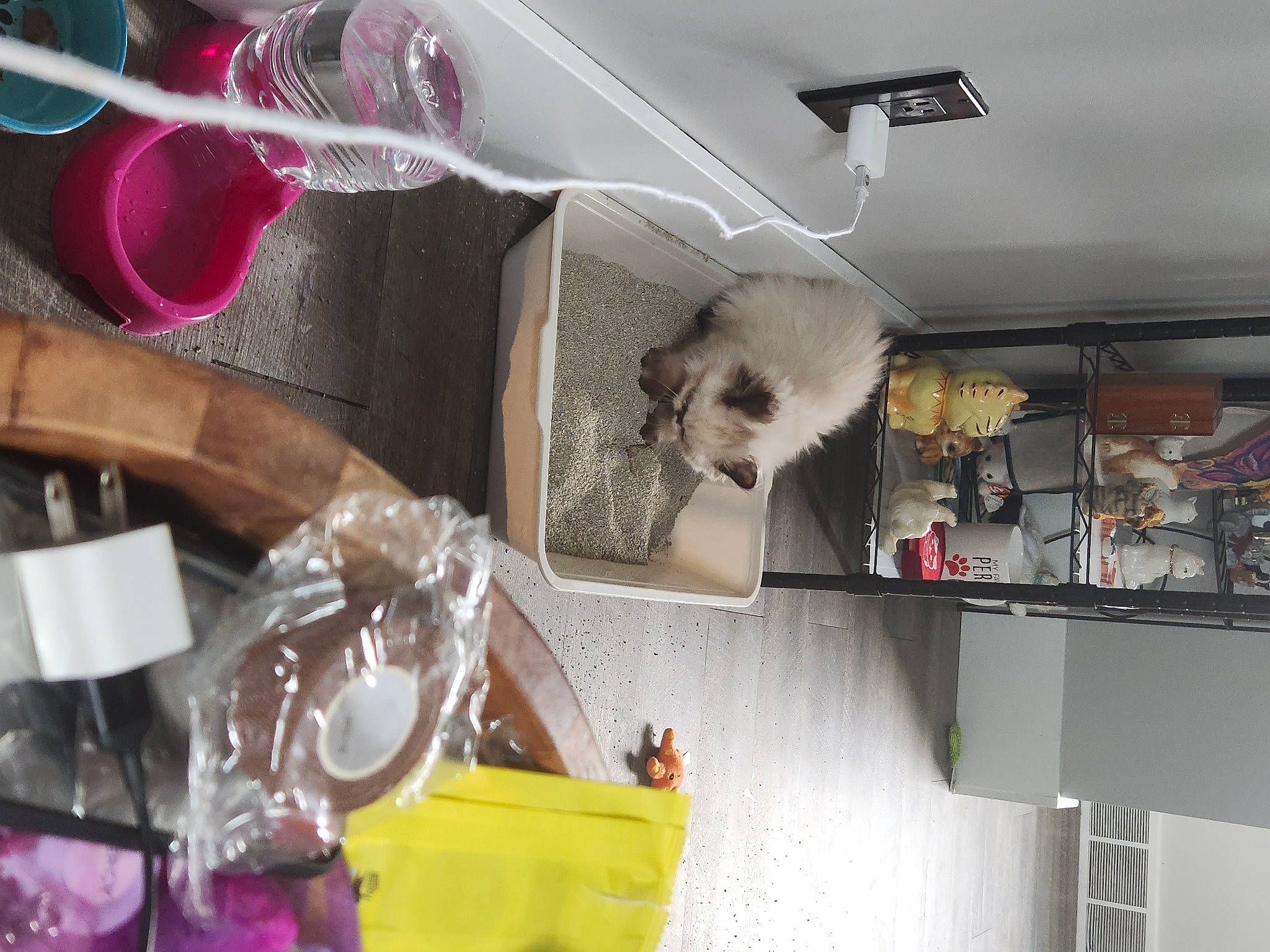 Frosting is registered to the contest to win money with this photo: carnivore, collection, companion_dog, event, fashion_accessory, fawn, feather, felidae, fur, plastic, room, shelf, shelving, small_to_medium_sized_cats, stuffed_toy, tableware, tail, toy, whiskers