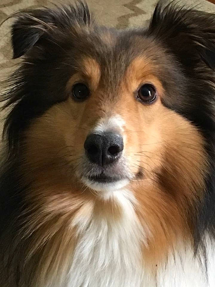 Jaxson is registered to the contest to win money with this photo: ancient_dog_breeds, australian_collie, canidae, carnivore, collie, companion_dog, dog, dog_breed, herding_dog, mammal, rare_breed_dog, rough_collie, scotch_collie, shetland_sheepdog, skin, snout, sporting_group, vertebrate, whiskers