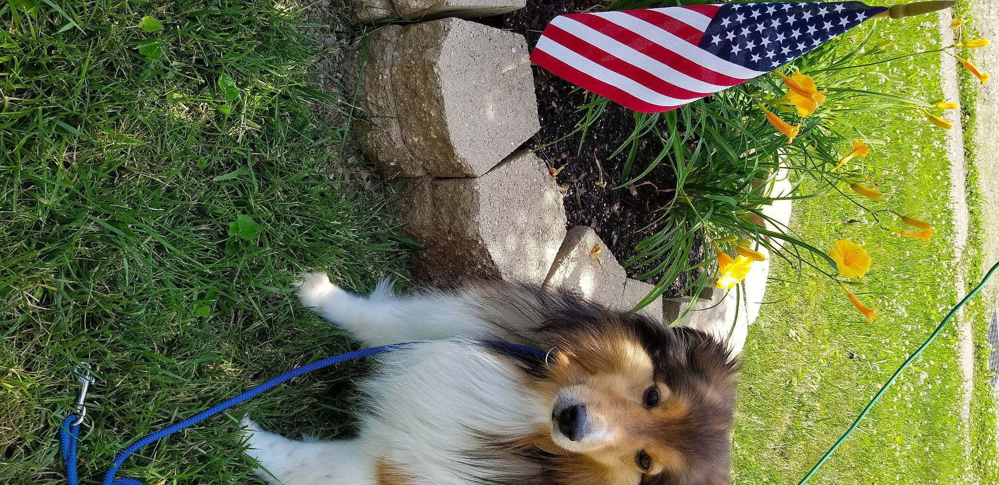 Jaxson joined the competition — help win amazing prizes! canidae, carnivore, companion_dog, dog, dog_breed, grass, sporting_group, tail