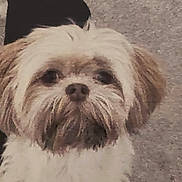 Deeter joined the competition — help win amazing prizes! canidae, carnivore, chinese_imperial_dog, companion_dog, dog, dog_breed, fur, havanese, kyi_leo, lhasa_apso, lowchen, mal_shi, mammal, morkie, sapsali, shih_poo, shih_tzu, snout, tibetan_terrier, vertebrate