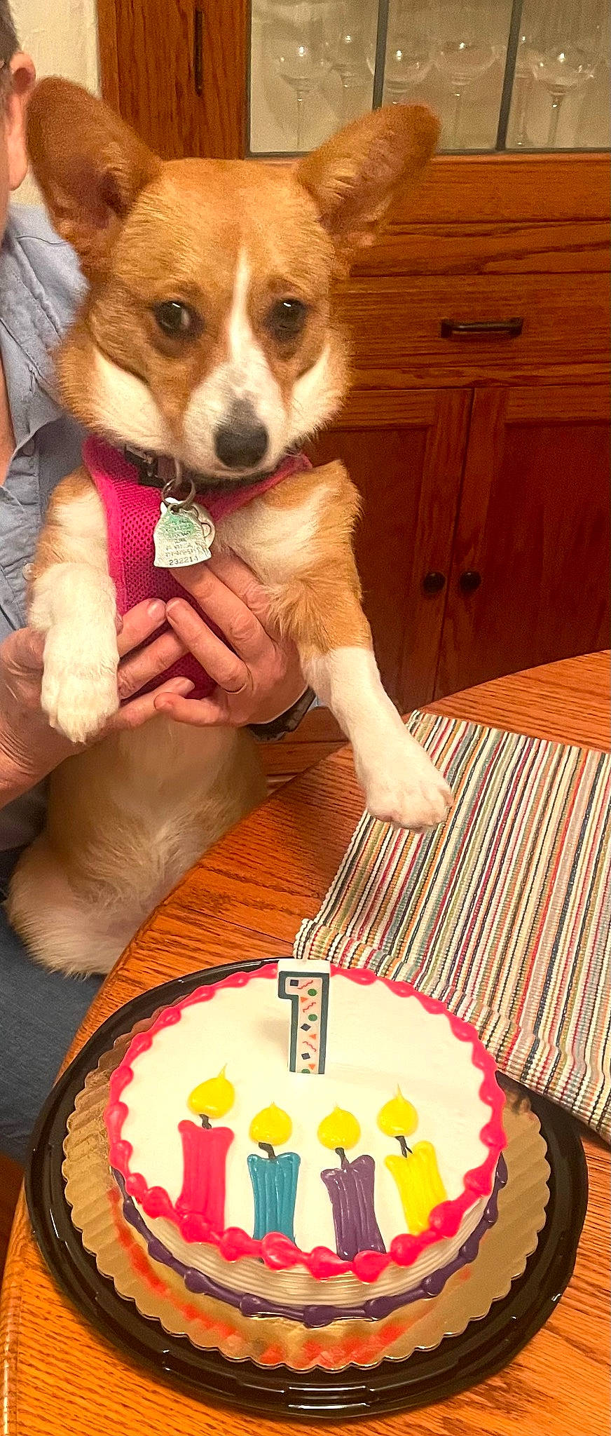 Abbie is registered to the contest to win money with this photo: birthday_candle, buttercream, cabinetry, cake, cake_decorating, cake_decorating_supply, carnivore, companion_dog, dog, dog_breed, door, fawn, food, icing, ingredient, sugar_cake, sugar_paste, table, tableware, wood