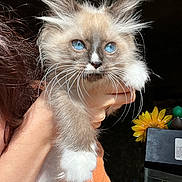 Sugar joined the competition — help win amazing prizes! kitten, blue_eyes, fluffy, whiskers, hand, orange_shirt, sunflower, flower, indoor, pet, animal, cute, young_cat, feline, close_up, portrait, domestic_animal, furry, face, holding
