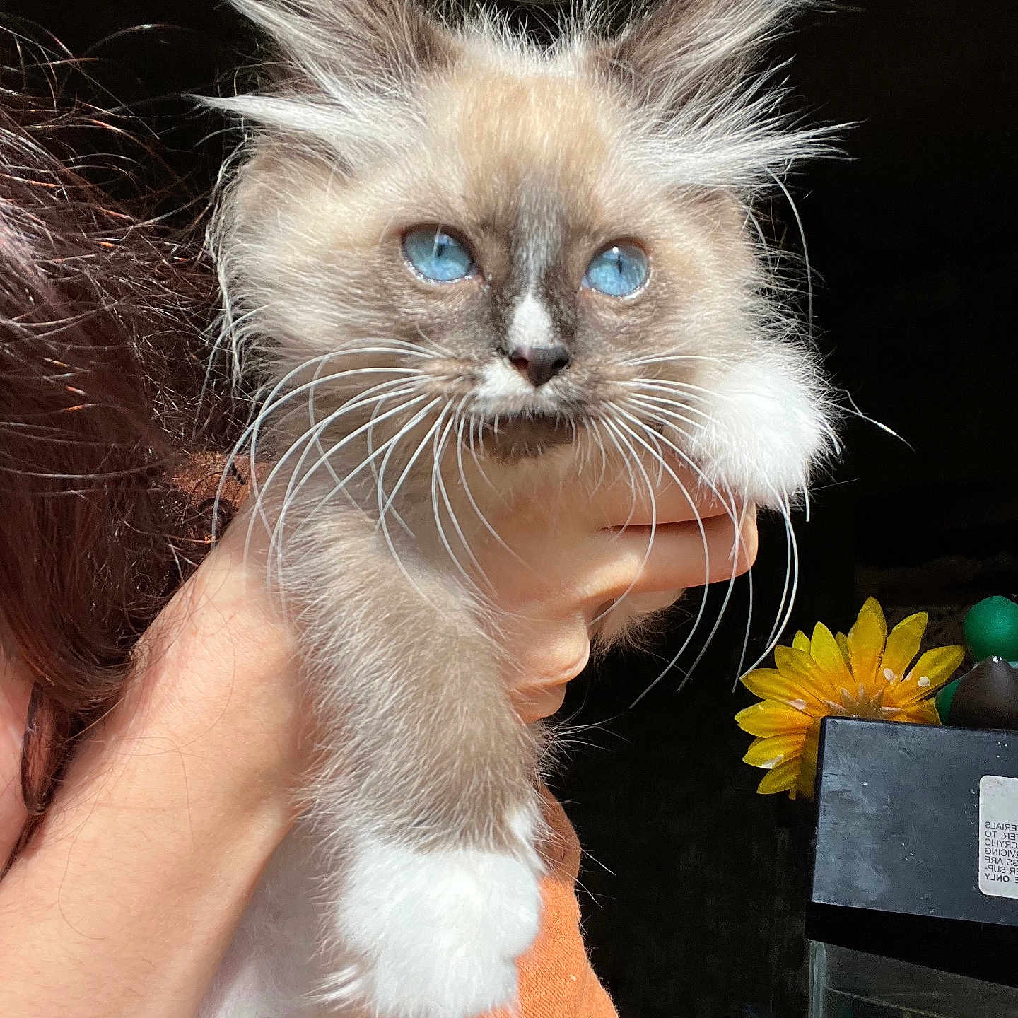 Sugar joined the competition — help win amazing prizes! kitten, blue_eyes, fluffy, whiskers, hand, orange_shirt, sunflower, flower, indoor, pet, animal, cute, young_cat, feline, close_up, portrait, domestic_animal, furry, face, holding