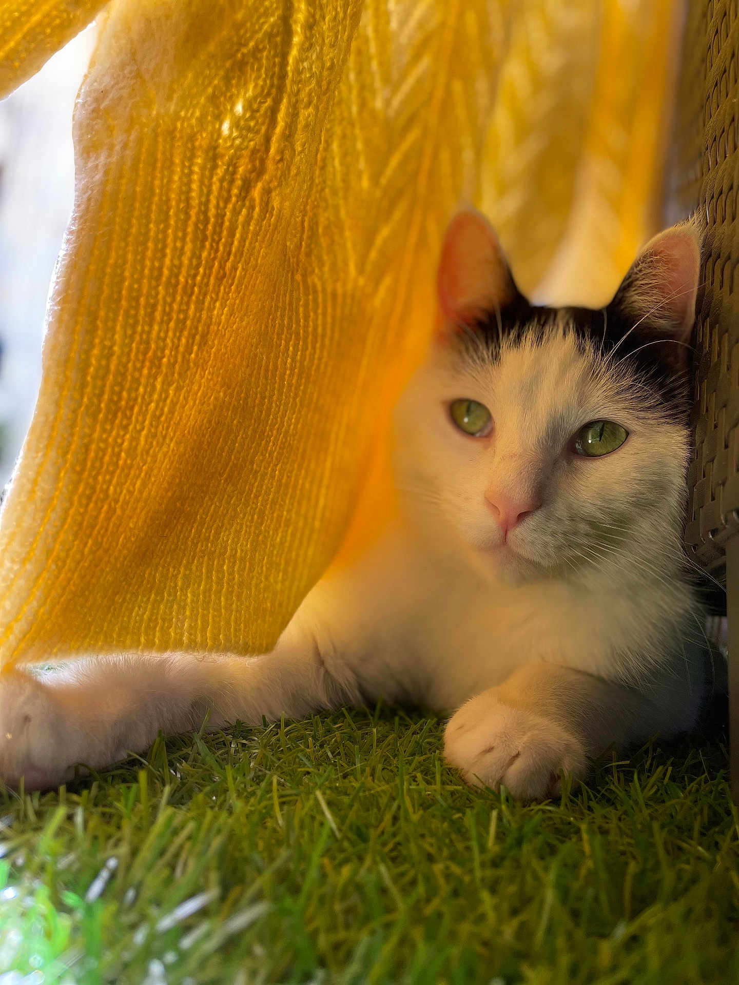 Olaf participe au concours pour gagner de l'argent avec cette photo : cat, green_eyes, white_fur, black_markings, yellow_fabric, knitted_texture, artificial_grass, paw, relaxed, closeup, indoor, soft_light, cozy, resting, pet, cute, fur, animal, calm, portrait