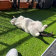 Olaf participe au concours pour gagner de l'argent avec cette photo : cat, white_cat, black_tail, grass, artificial_grass, shoe, sneaker, outdoor, sunlight, shadow, garden_furniture, flower_pots, relaxed, pet, animal, daylight, resting, domestic_cat, black_chair, floor