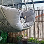 Olaf participe au concours pour gagner de l'argent avec cette photo : cat, hanging_chair, cushion, balcony, plants, potted_plants, greenery, fence, outdoor, pet, animal, relaxing, cozy, black_and_white, curious, home_garden, daylight, furniture, resting, domestic_cat