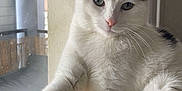 Olaf participe au concours pour gagner de l'argent avec cette photo : cat, white_cat, black_markings, indoor, window, natural_light, stretching, paw, fur, fluffy, relaxed, pet, animal, feline, closeup, portrait, cozy, home, curious, calm