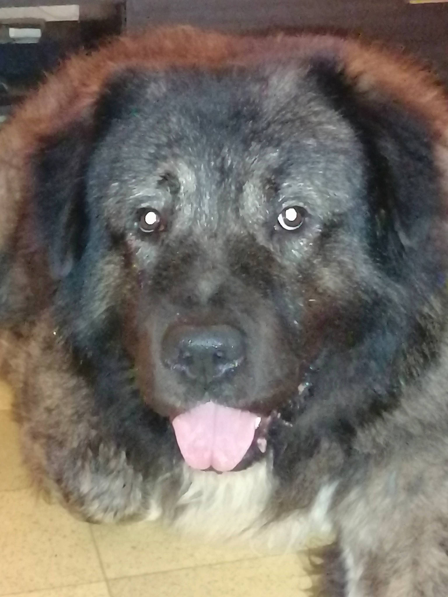 Tunga a rejoint le concours — aidez-le/la à gagner de superbes lots ! ancient_dog_breeds, bakharwal_dog, canidae, carnivore, carpathian_shepherd_dog, caucasian_shepherd_dog, dog, dog_breed, estrela_mountain_dog, giant_dog_breed, karakachan_dog, leonberger, mammal, newfoundland, nose, rare_breed_dog, sarplaninac, snout, sporting_group, vertebrate