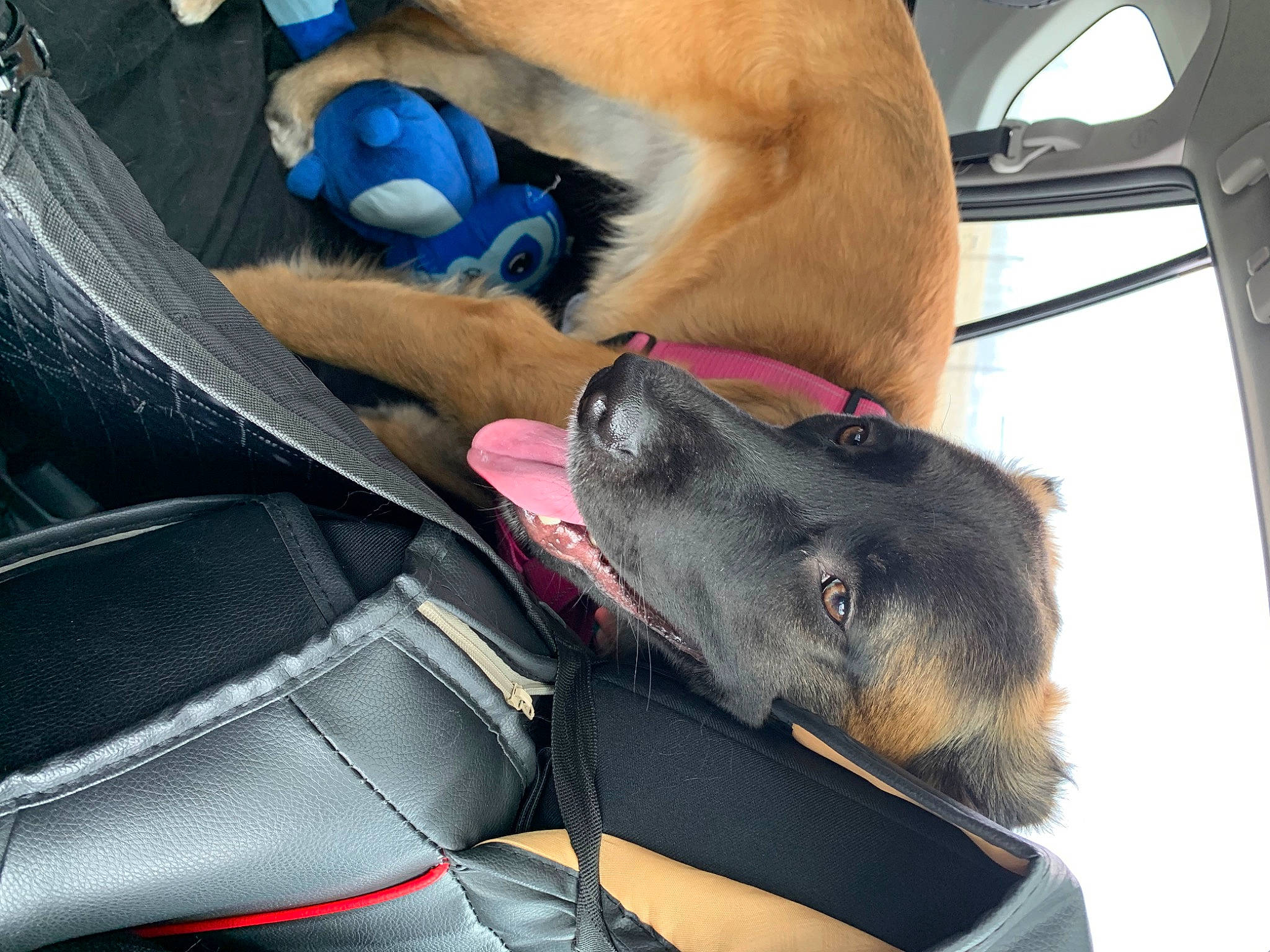 Delilah is registered to the contest to win money with this photo: canidae, car_seat, car_seat_cover, carnivore, collar, comfort, companion_dog, dog, dog_breed, dog_collar, electric_blue, foot, guard_dog, mammal, paw, steering_wheel, vehicle, vehicle_door, vertebrate, windshield