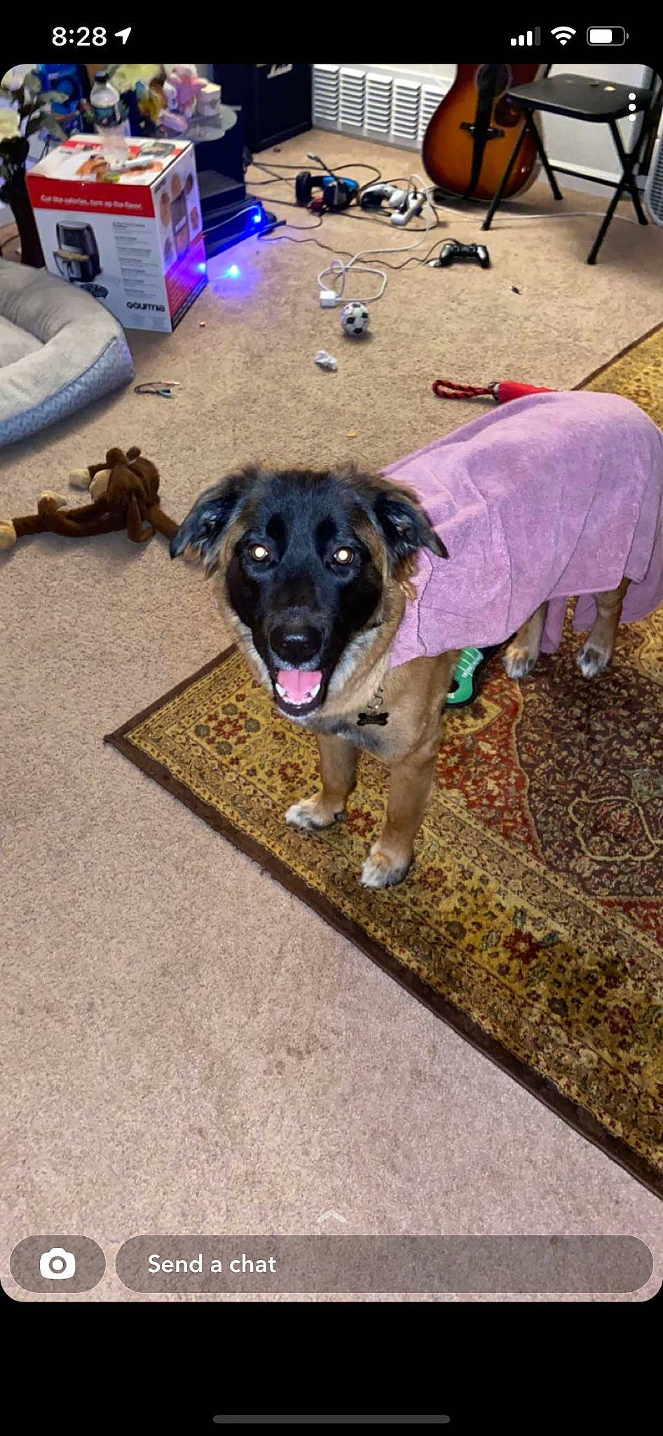 Delilah is registered to the contest to win money with this photo: canidae, carnivore, companion_dog, dog, dog_breed, electric_blue, event, floor, flooring, magenta, mammal, plant, purple, sporting_group, vertebrate, working_animal