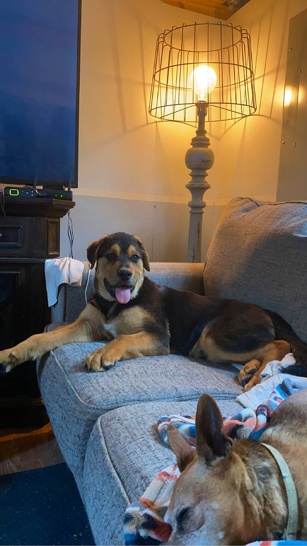 Kenji is registered to the contest to win money with this photo: cable_television, carnivore, comfort, companion_dog, dog, dog_breed, fawn, floor, flooring, hardwood, lamp, living_room, mammal, picture_frame, room, sitting, television, tints_and_shades, vertebrate, working_animal