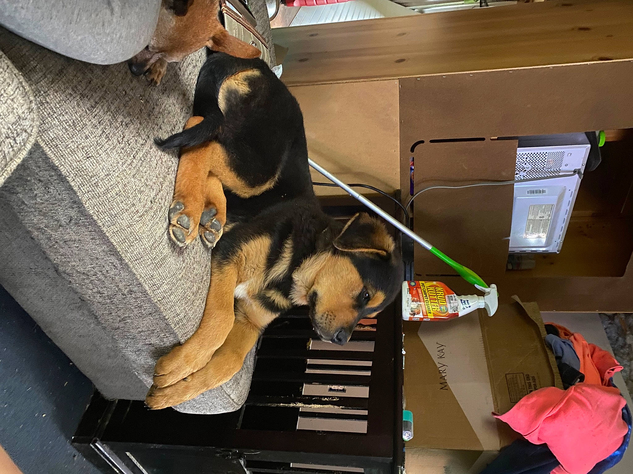 Kenji joined the competition — help win amazing prizes! carnivore, comfort, companion_dog, dog, dog_breed, guard_dog, pet_supply, pinscher, room, tail, toy_dog, working_animal, working_dog