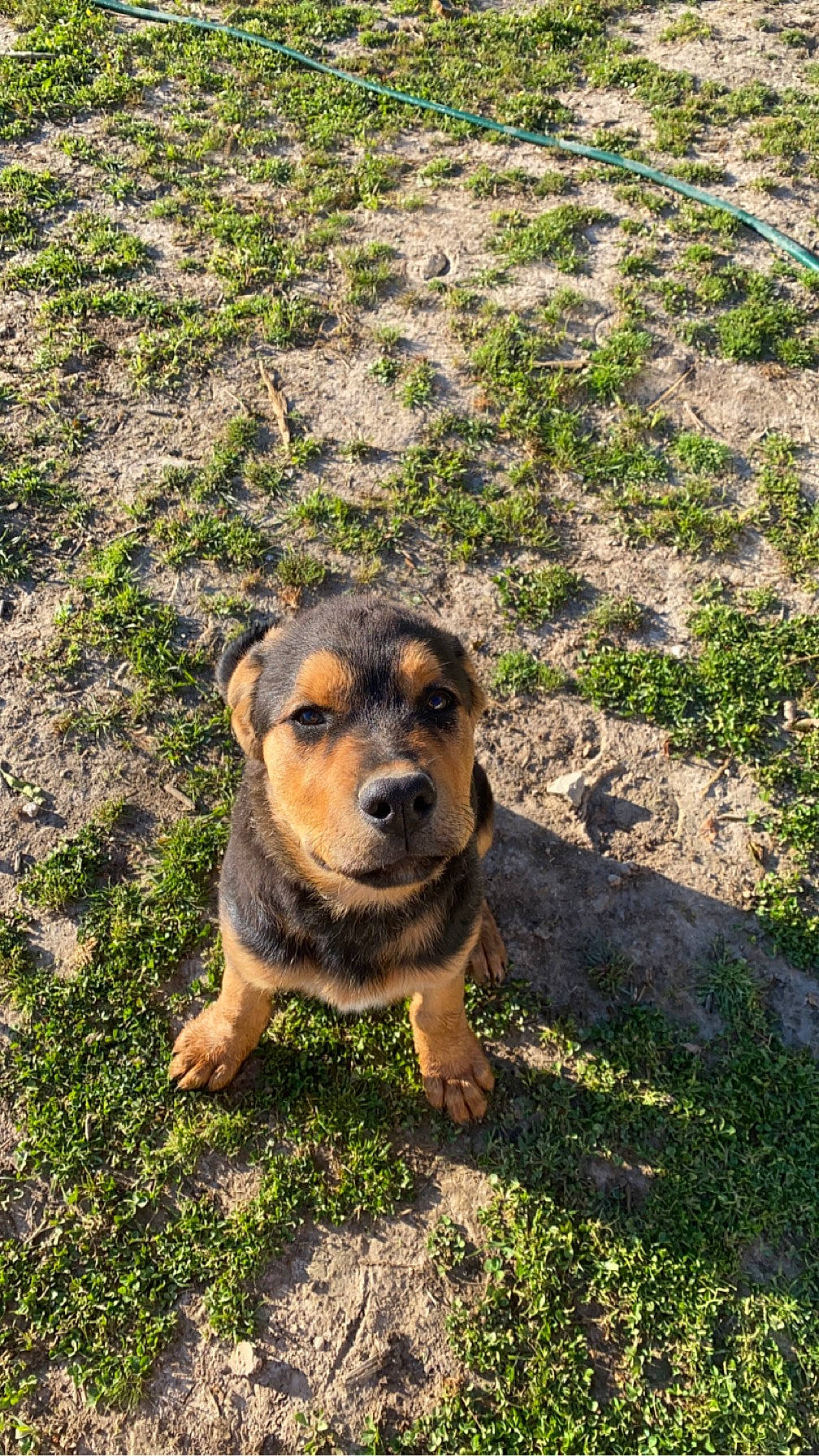 Kenji is registered to the contest to win money with this photo: canidae, carlin_pinscher, carnivore, companion_dog, dog, dog_breed, fawn, grass, groundcover, hunting_dog, landscape, plant, rock, snout, soil, sporting_group, terrestrial_animal, terrier, working_animal, working_dog