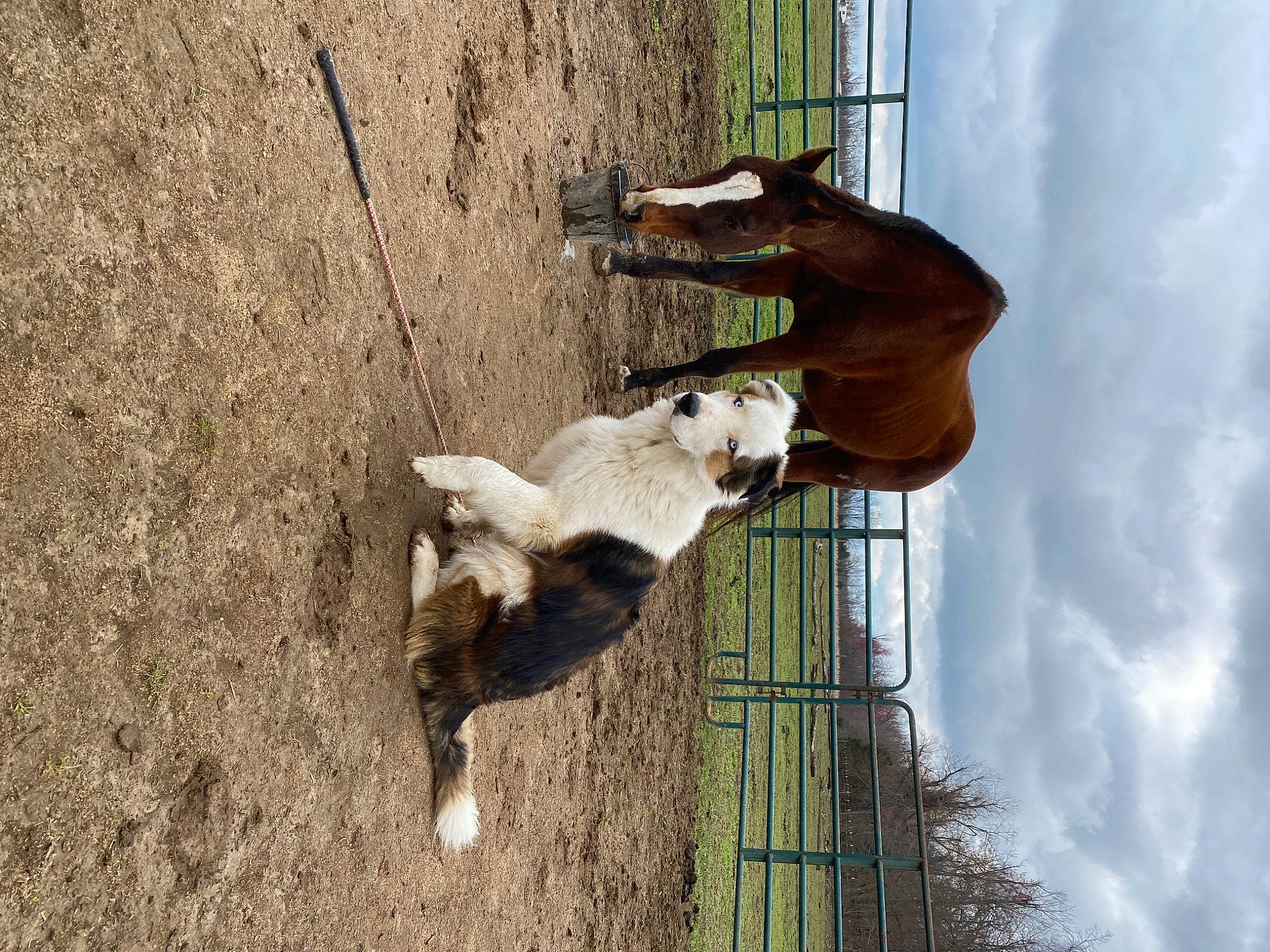 Bourbon is registered to the contest to win money with this photo: canidae, carnivore, cloud, dog_breed, fawn, fur, goats, house, livestock, pet_supply, shadow, sky, sporting_group, tail, terrestrial_animal, tree, wildlife, window, wood, working_animal