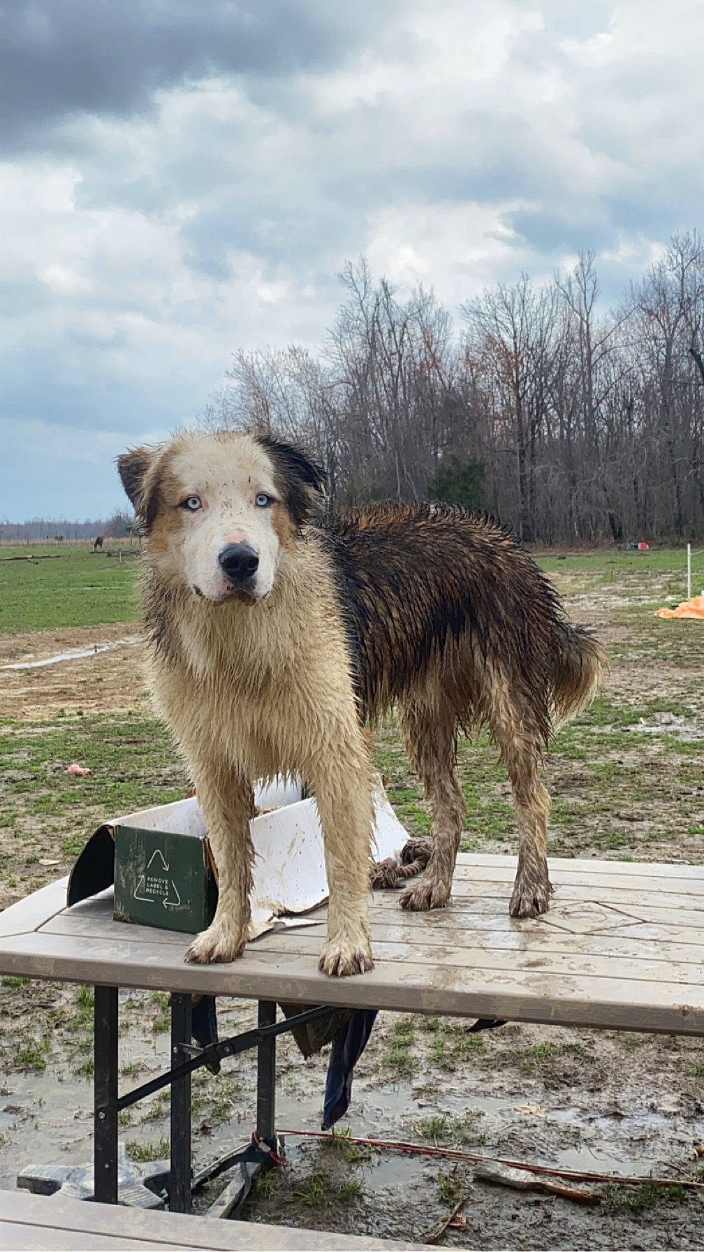 Bourbon is registered to the contest to win money with this photo: canidae, carnivore, cloud, companion_dog, dog, dog_breed, plant, sky, snout, sporting_group, table, tail, terrestrial_animal, tree, wildlife, working_animal, working_dog