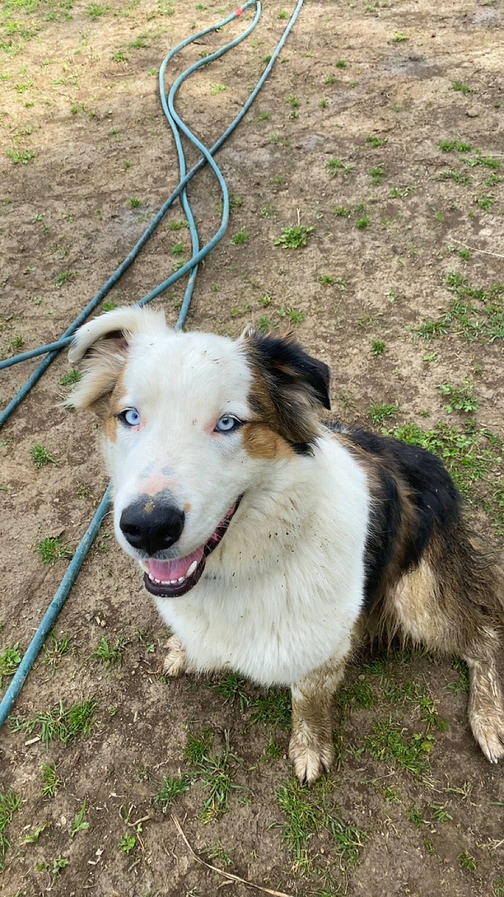 Bourbon is registered to the contest to win money with this photo: canidae, carnivore, collar, companion_dog, dog, dog_breed, grass, herding_dog, pet_supply, plant, sporting_group, terrestrial_animal, working_dog