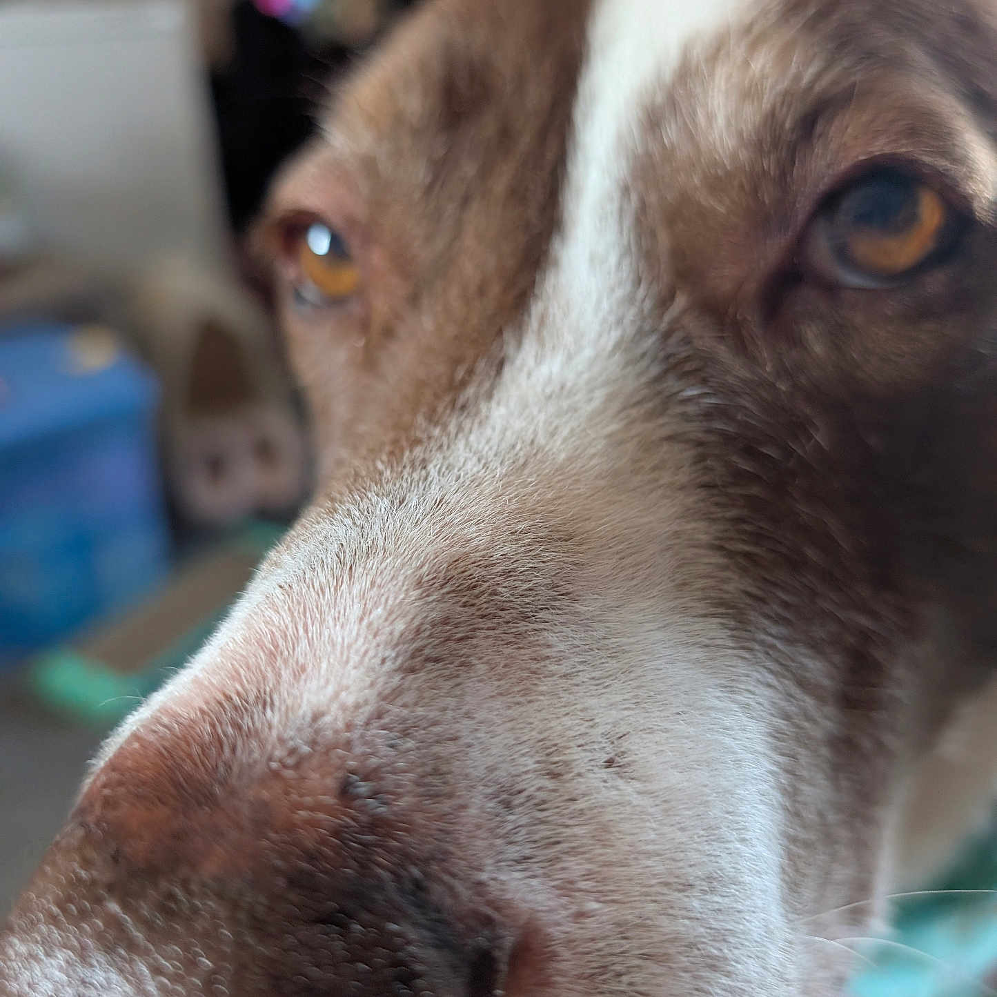 Kodie