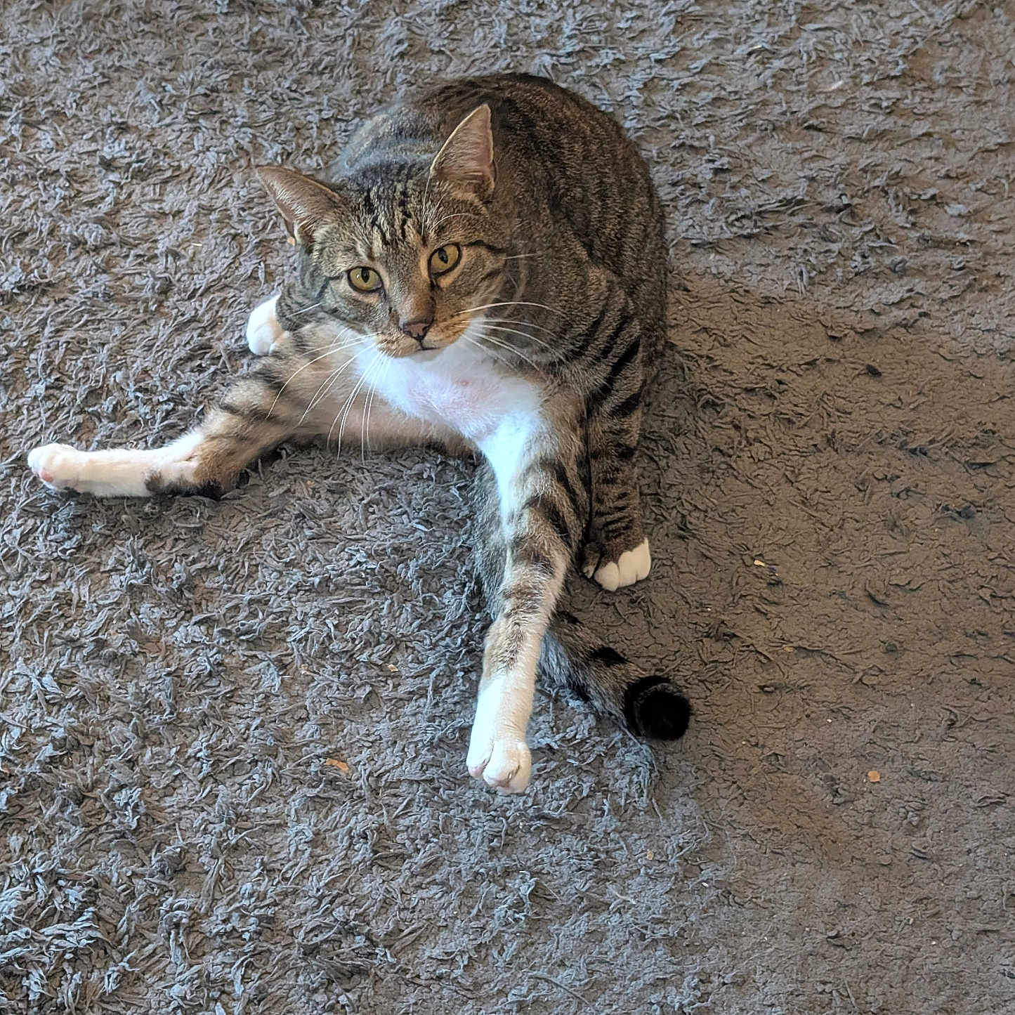 Kitty