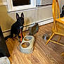 air_conditioner, black_dog, chair, collar, dog, domestic, floor, food_bowls, furniture, household, indoor, kitchen, leash, pet, reflection, tan_dog, waiting, wall, window, wooden_floor