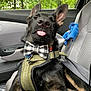 animal, black_fur, bow_tie, canine, car_interior, cheeky, closeup, dog, ears_up, greenery, harness, leash, pet, plush_toy, relaxed, seat, seatbelt, tongue_out, trees, window
