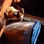 Teddy joined the competition — help win amazing prizes! art, artifact, auto_part, automotive_design, automotive_exterior, automotive_lighting, automotive_tire, classic, door, electric_blue, event, hood, luxury_vehicle, metal, motor_vehicle, religious_item, sculpture, tints_and_shades, visual_arts, wood