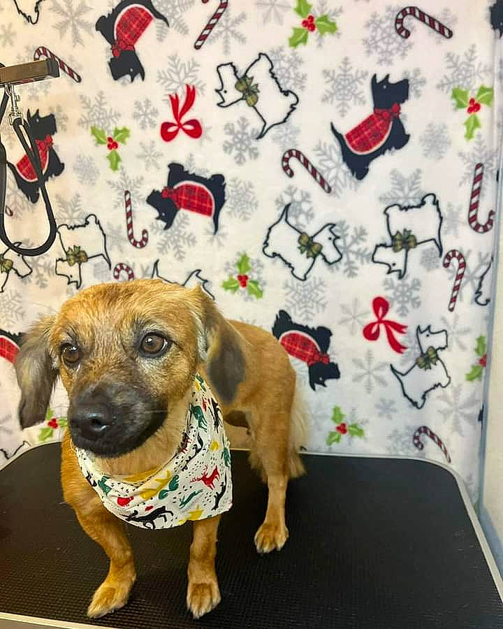 Luna joined the competition — help win amazing prizes! art, carnivore, chair, collar, companion_dog, dog, dog_breed, dog_clothes, dog_collar, dog_supply, fashion_accessory, fawn, leash, linens, pattern, pet_supply, snout, sporting_group, visual_arts, working_animal