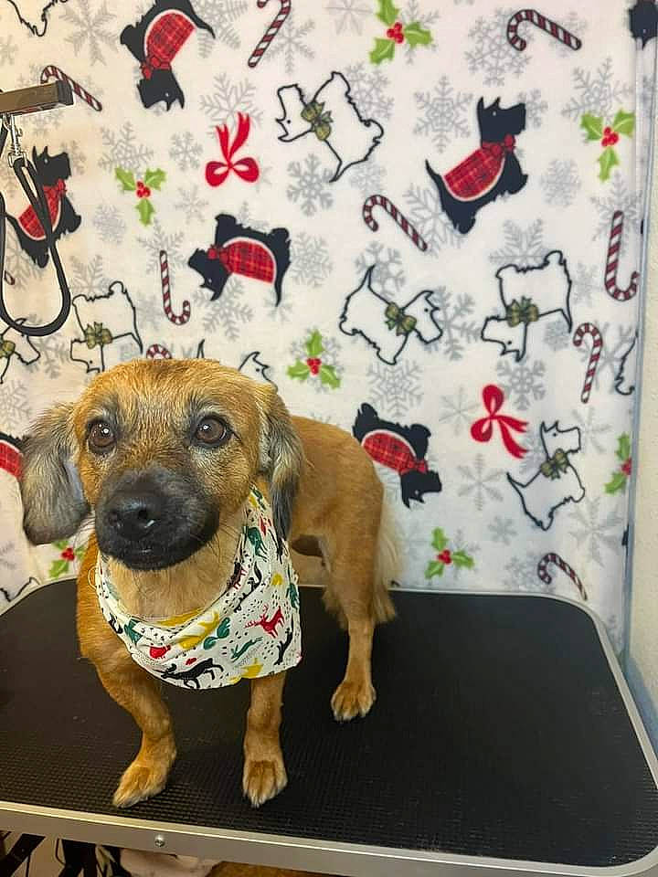 Luna joined the competition — help win amazing prizes! art, canidae, carnivore, collar, companion_dog, dog, dog_breed, dog_clothes, dog_collar, dog_supply, fashion_accessory, fawn, leash, linens, pattern, pet_supply, snout, sporting_group, visual_arts, working_animal