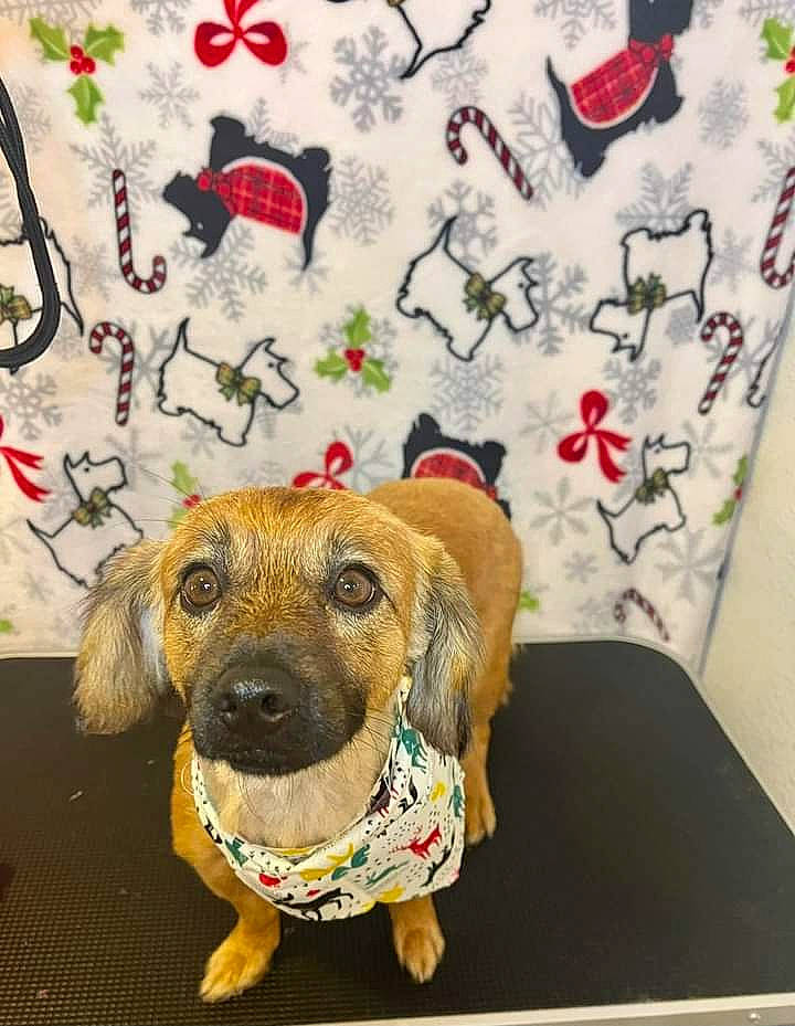 Luna joined the competition — help win amazing prizes! art, canidae, carnivore, collar, companion_dog, creative_arts, dog, dog_breed, dog_clothes, dog_supply, fashion_accessory, fawn, flooring, linens, pattern, pet_supply, rectangle, snout, sporting_group, working_animal