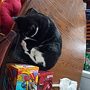 Saddy joined the competition — help win amazing prizes! box, canidae, carnivore, cat, comfort, domestic_short_haired_cat, felidae, fur, hardwood, publication, room, small_to_medium_sized_cats, table, tail, whiskers, wood