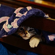 Candy joined the competition — help win amazing prizes! bed_frame, blanket, blue_blanket, cat, close_up, cozy, curious, eyes, fur, hiding, indoor, kitten, patterned_blanket, paw, peeking, pet, portrait, soft_texture, whiskers, wooden_slats