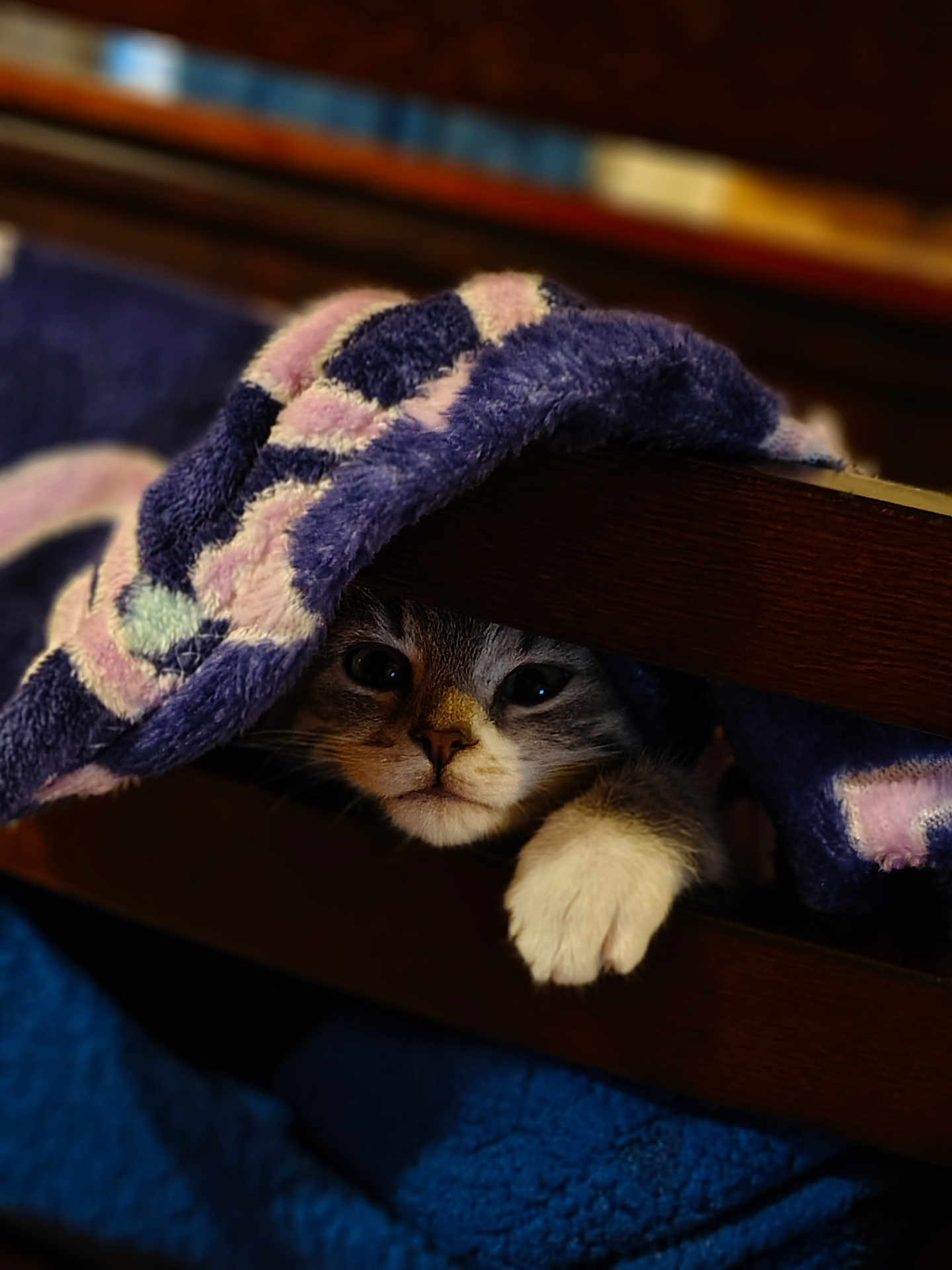Candy joined the competition — help win amazing prizes! bed_frame, blanket, blue_blanket, cat, close_up, cozy, curious, eyes, fur, hiding, indoor, kitten, patterned_blanket, paw, peeking, pet, portrait, soft_texture, whiskers, wooden_slats
