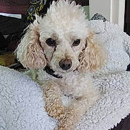 Gibus participe au concours pour gagner de l'argent avec cette photo : animal, blanket, companion, cozy, cream_color, curly_fur, dog, dreamcatcher, ears, face, fur, home_decor, indoor, laying_down, nose, paw, pet, poodle, relaxed, soft_texture