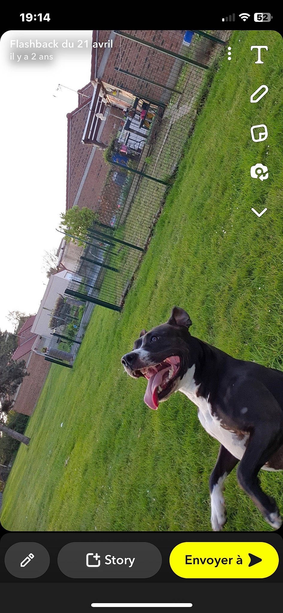 Okaïna participe au concours pour gagner de l'argent avec cette photo : building, carnivore, collar, companion_dog, dog, dog_breed, dog_collar, grass, green, house, lawn, leisure, mcnab, plant, sky, snout, sporting_group, tail, window, working_animal