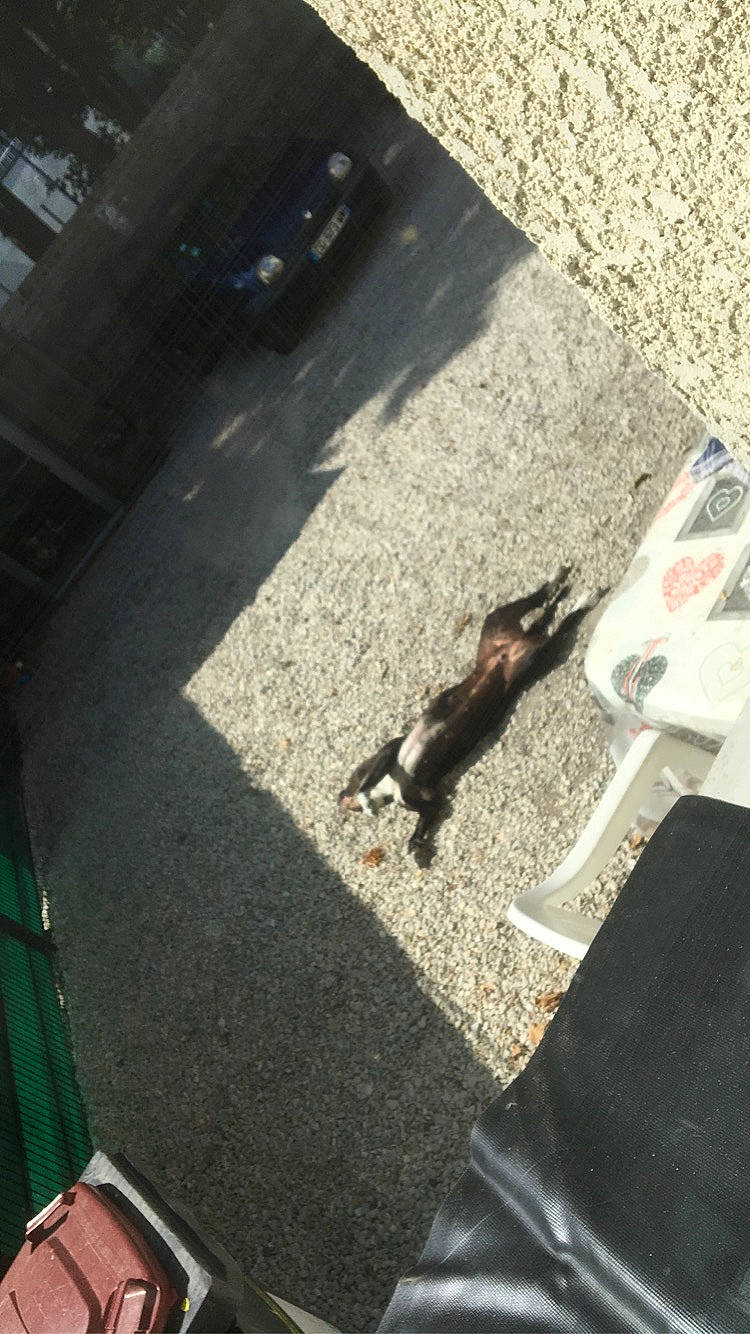 Okaïna participe au concours pour gagner de l'argent avec cette photo : asphalt, automotive_tire, city, concrete, felidae, floor, flooring, human_leg, landscape, pedestrian, recreation, road, road_surface, shadow, sidewalk, street, tail, tints_and_shades, vehicle_door, windshield