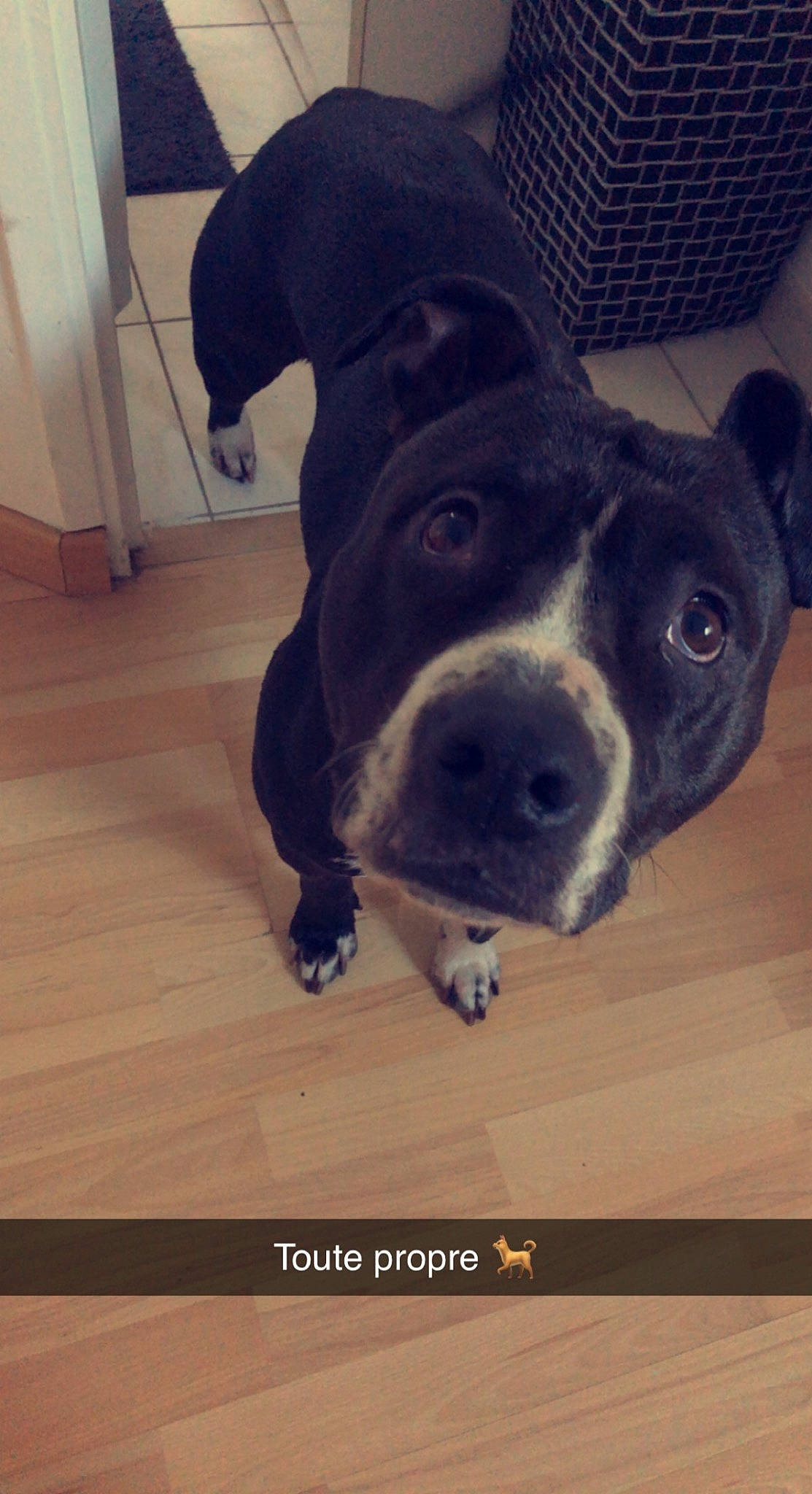 Okaïna participe au concours pour gagner de l'argent avec cette photo : carnivore, companion_dog, dog, dog_breed, fawn, flooring, fur, guard_dog, hardwood, laminate_flooring, metal, plank, snout, sporting_group, varnish, whiskers, wood, wood_flooring, wood_stain, working_animal