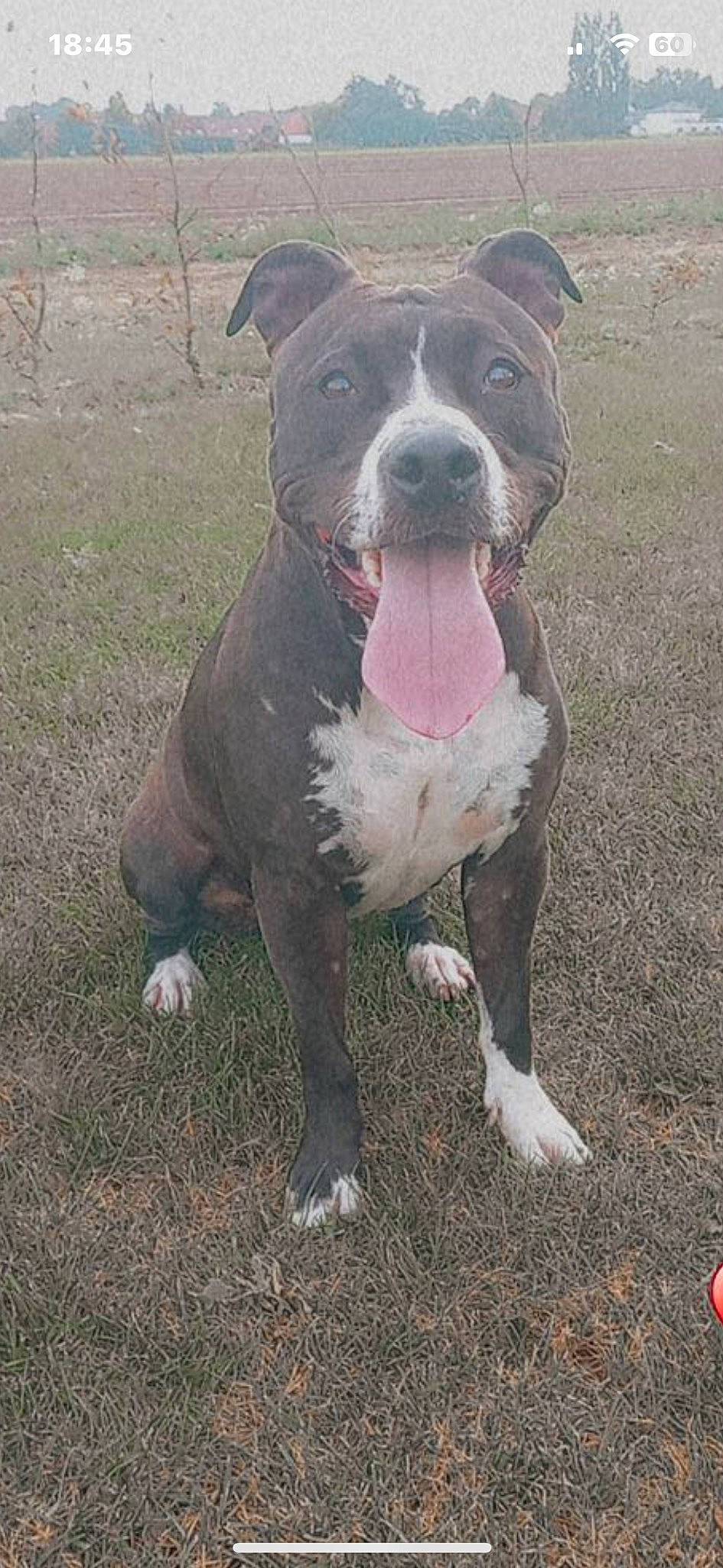 Okaïna participe au concours pour gagner de l'argent avec cette photo : canidae, carnivore, collar, companion_dog, dog, dog_breed, dog_collar, fawn, grass, molosser, non_sporting_group, snout, sporting_group, terrestrial_animal, working_animal, working_dog