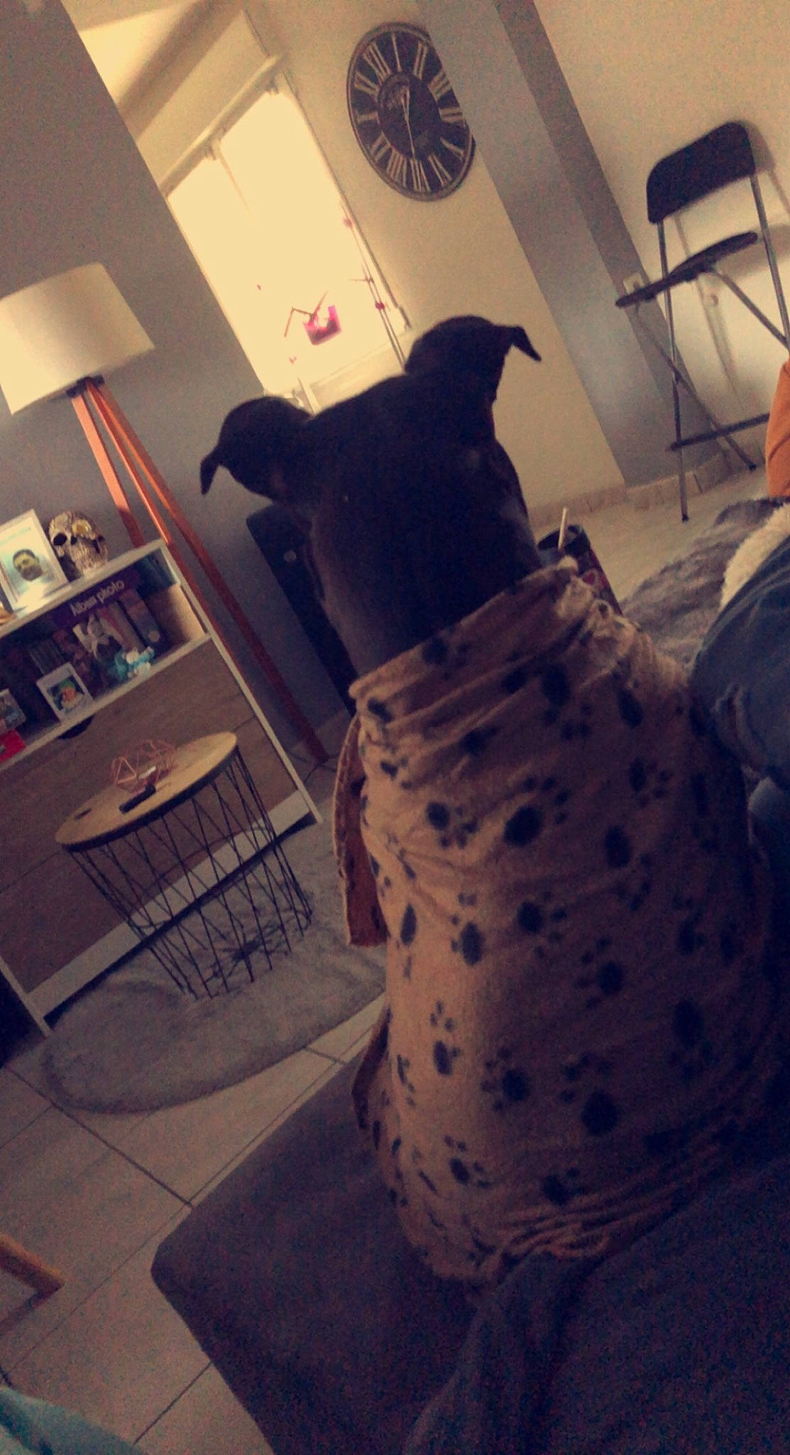 Okaïna participe au concours pour gagner de l'argent avec cette photo : beak, bedding, bedroom, bird, carnivore, chair, comfort, companion_dog, dog, dog_breed, floor, flooring, grey, human_leg, linens, pattern, picture_frame, room, tints_and_shades, wood