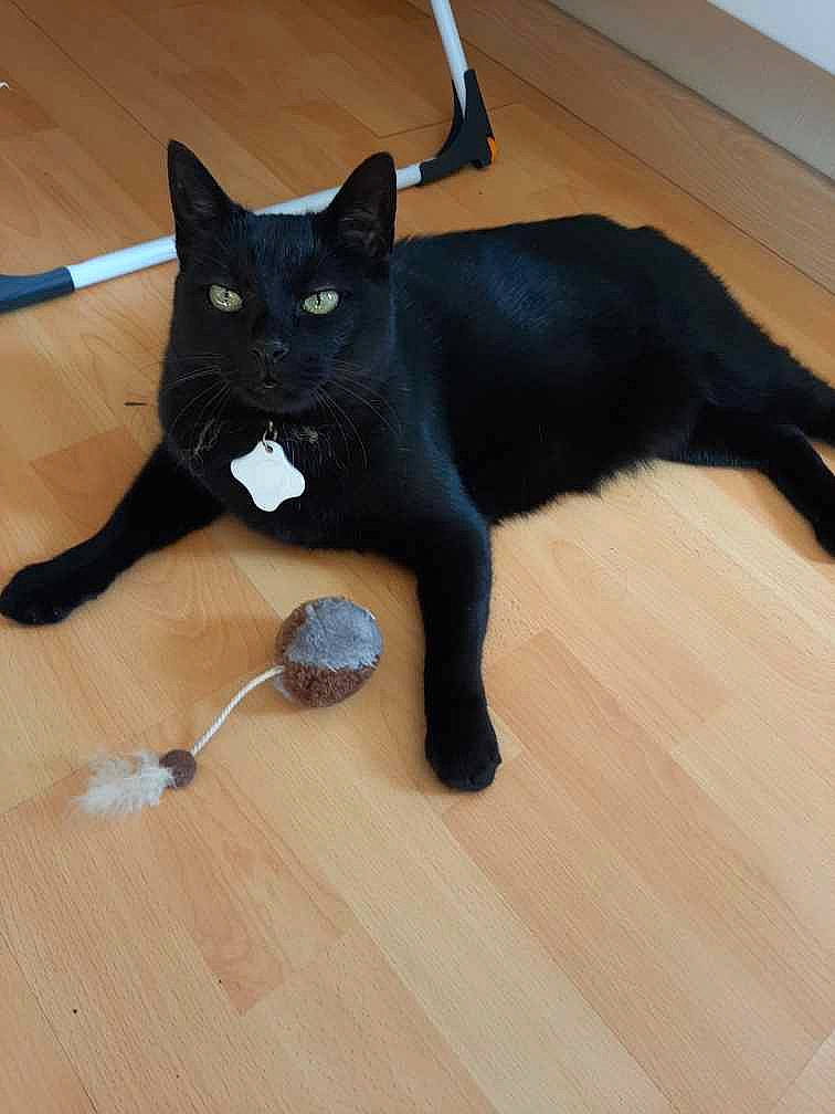 Réglisse participe au concours pour gagner de l'argent avec cette photo : black, black_cat, bombay, carnivore, cat, domestic_short_haired_cat, felidae, floor, flooring, fur, hardwood, laminate_flooring, mammal, small_to_medium_sized_cats, tail, whiskers, wood