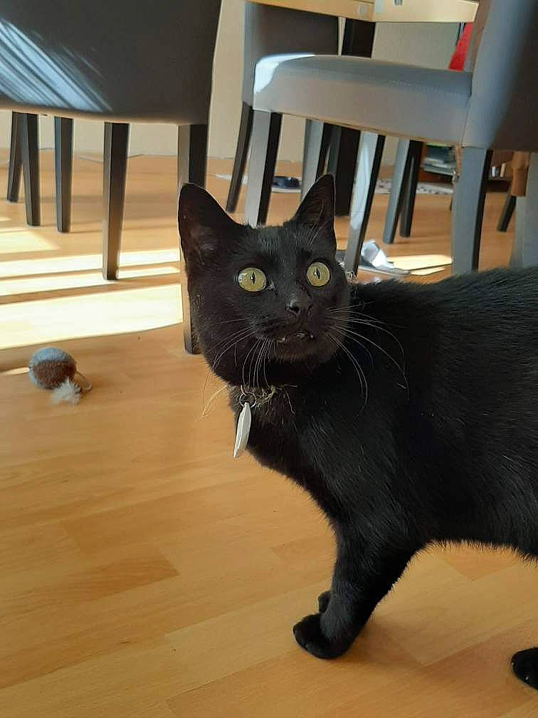 Réglisse participe au concours pour gagner de l'argent avec cette photo : asian, black, black_cat, bombay, burmese, carnivore, cat, domestic_short_haired_cat, eye, felidae, floor, fur, hardwood, havana_brown, korat, mammal, small_to_medium_sized_cats, snout, vertebrate, whiskers