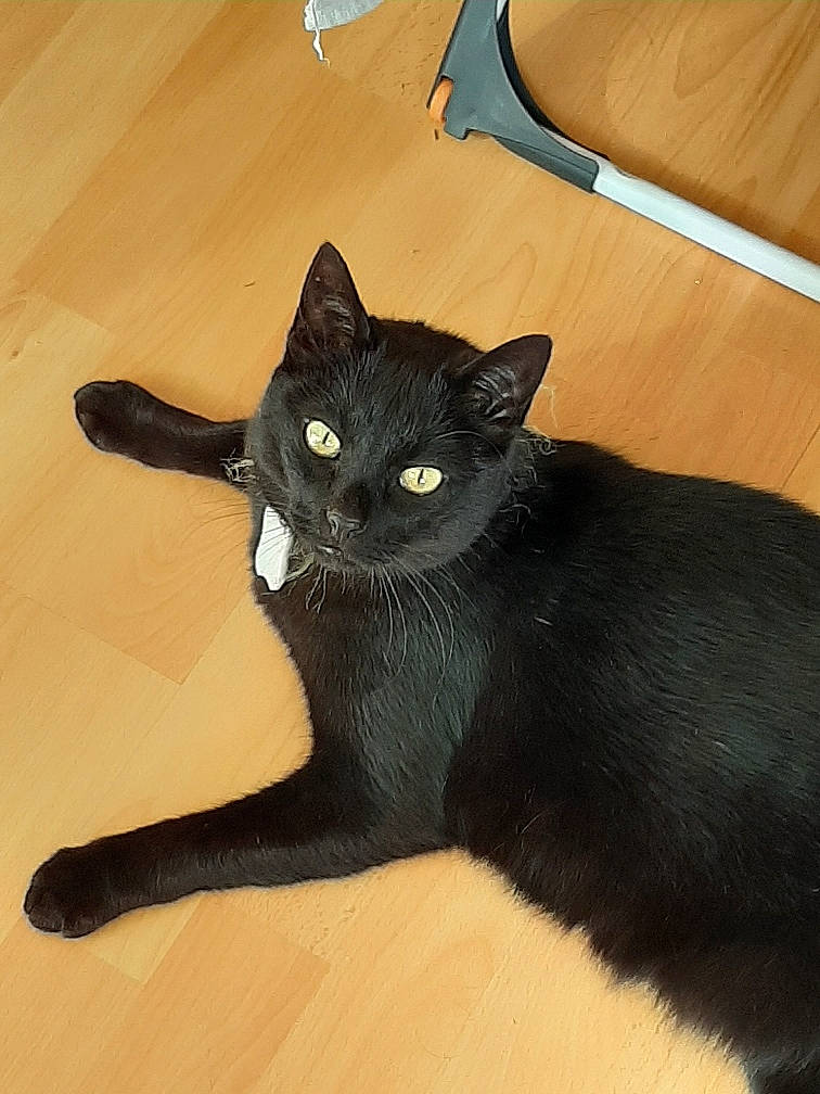 Réglisse participe au concours pour gagner de l'argent avec cette photo : asian, black, black_cat, bombay, carnivore, cat, claw, domestic_short_haired_cat, felidae, havana_brown, mammal, small_to_medium_sized_cats, tail, whiskers