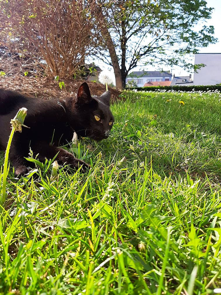 Réglisse a rejoint le concours — aidez-le/la à gagner de superbes lots ! australian_kelpie, canidae, carnivore, cat, dog_breed, felidae, grass, lawn, plant, puppy, snout, sporting_group