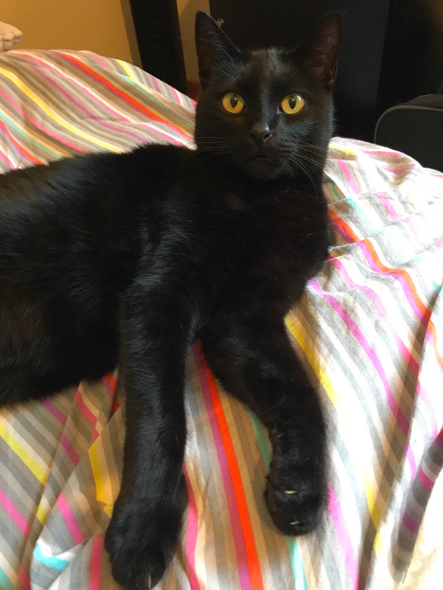 Reglisse a rejoint le concours — aidez-le/la à gagner de superbes lots ! asian, black_cat, bombay, burmese, carnivore, cat, claw, domestic_short_haired_cat, felidae, fur, german_rex, havana_brown, javanese, kitten, korat, mammal, small_to_medium_sized_cats, tail, vertebrate, whiskers