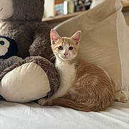 Billy a rejoint le concours — aidez-le/la à gagner de superbes lots ! animal, bed, blurred_background, brown, cat, comfortable, cozy, cute, feline, home, indoor, kitten, orange, pet, pillow, plush_toy, sitting, soft, stuffed_animal, white