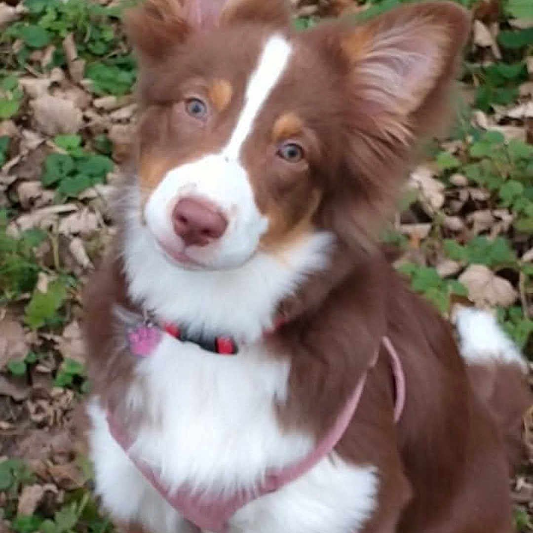 Una a rejoint le concours — aidez-le/la à gagner de superbes lots ! animal, ball, canine, chihuahua, cockerspaniel, collie, dog, football, grass, hound, husky, papillon, pet, plant, puppy, snout, soccer, sport, tennis, tennisball