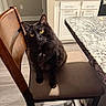 Felix Alexander is registered to the contest to win money with this photo: cat, black_cat, yellow_eyes, chair, kitchen, countertop, granite, indoor, pet, feline, fur, domestic_animal, curious, seated, wooden_chair, flooring, cabinet, appliance, home_interior, animal